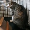 やさしい母猫。　キジ白　サニーちゃん　2歳 サムネイル3