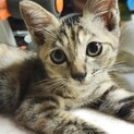 キジトラ☆約2カ月☆おはぎちゃん