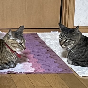 葵姉さん　のんびり行こうよ　٩( 'ω' )و