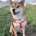 柴犬 7歳くらい 怖がりさんで散歩練習中！