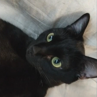 ダンゴ虫みたいに落ちてたチビクロ動画UP