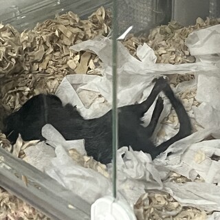 スナネズミ ブラック