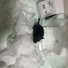 スナネズミ ブラック サムネイル2