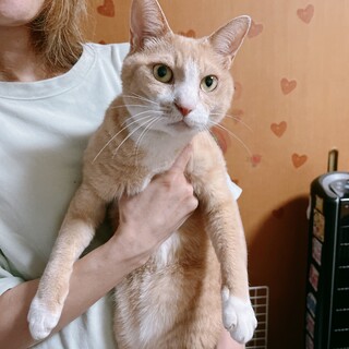 雑種の約7歳の男の子です。