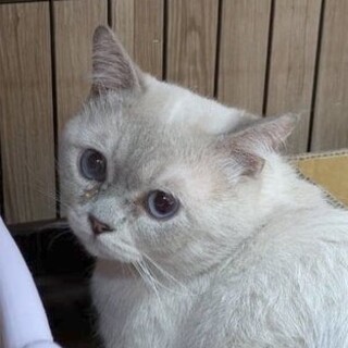 シャムMIX？青い目のキュートボーイ・ウンくん