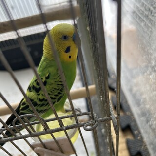 セキセイ(雄)、オカメ(雌)、コザクラ(雌)3羽