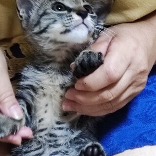 生後２か月くらい　サバトラ　メス