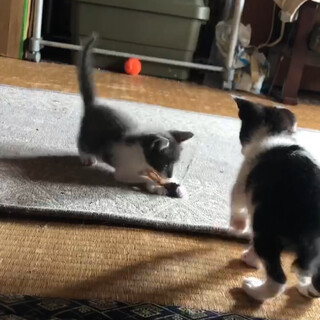 生後1ヶ月♡可愛いグレー白の子猫ちゃん♡と白黒お兄