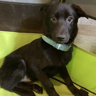 保健所からレスキュー！　おっとりしているジャス君！