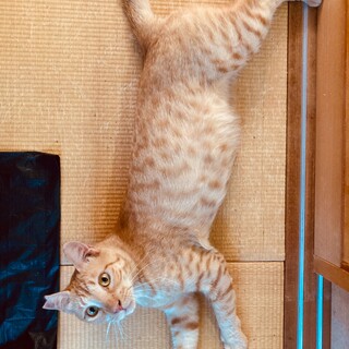 性格良すぎ「チャーボーくん」