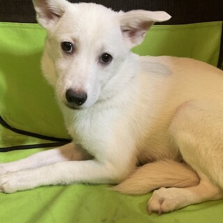 保健所からレスキュー！　おとなしいユッカちゃん！