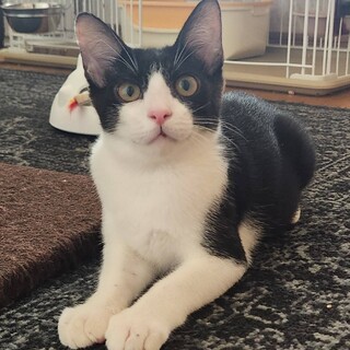 控えめのあまえんぼ　ハンサムハチワレまめくん