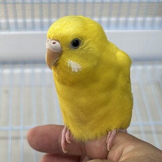 元気なかわいいセキセイの女の子