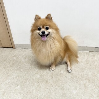 ポメラニアンいつもニコニコしています