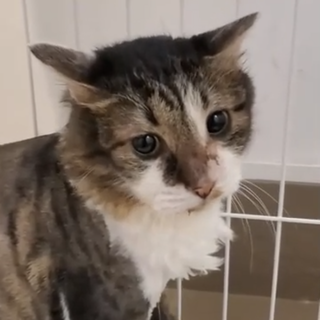 もふもふママさん