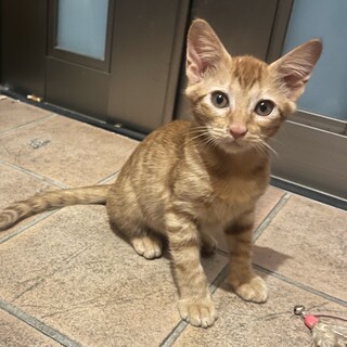 茶トラ2ヶ月男の子、元気いっぱいの甘えん坊