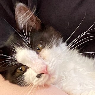 可愛い美猫の白黒くんです