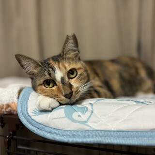 おとなしくて恥ずかしがり屋さん。三毛猫たまちゃん。