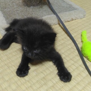 港のネグレクト4兄弟No.4　ウミ（仮名）