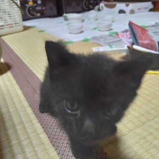 港のネグレクト4兄弟No.3　アオ（仮名）