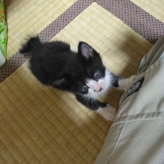 港のネグレクト４兄弟No.２ゾロ（仮名