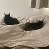 朝起きるとニャンズが足元に