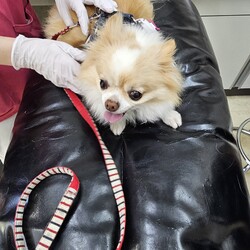 「ニコご飯食べてくれない問題③」サムネイル1