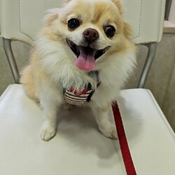 「ニコご飯食べてくれない問題③」サムネイル2