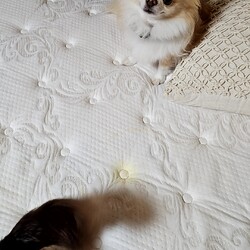 「ニコご飯食べてくれない問題③」サムネイル3