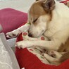 ぐっすり