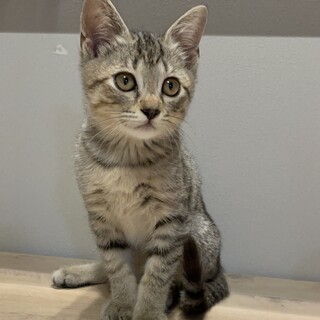 元気で可愛い綺麗な顔立ちの女の子