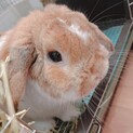 ホーランドロップ純血種♂ 里親募集します。