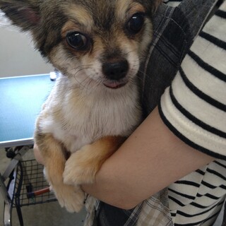 かわいいチワワの女の子