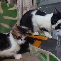 にゃんじぃんちのねこ