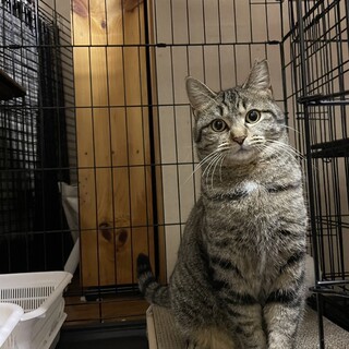 まるまるフォルムなふくふく　ふくこちゃん