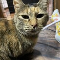 上品な柄の和風美人　甘えん坊きょうこちゃん