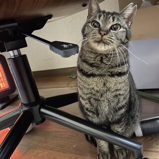 あそんで！甘えん坊　さちこちゃん