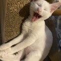 おっとり飼いやすいシロくん