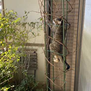 ブドウの植木はむぎにとってジャングルジム