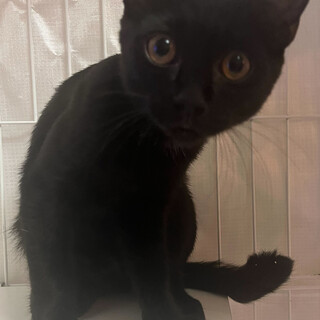 慎重派イケメン黒猫⭐︎遊ぶの大好き⭐︎ピータン