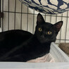 慎重派イケメン黒猫⭐︎遊ぶの大好き⭐︎ピータン サムネイル3