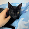 慎重派イケメン黒猫⭐︎遊ぶの大好き⭐︎ピータン サムネイル4