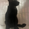 慎重派イケメン黒猫⭐︎遊ぶの大好き⭐︎ピータン サムネイル5