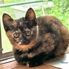 募集再開　ひとり残ったサビ猫むぎちゃん　 サムネイル7