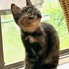 募集再開　ひとり残ったサビ猫むぎちゃん　 サムネイル4