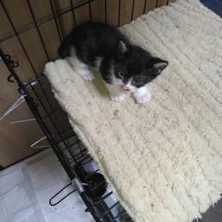 白黒ハチワレ子猫