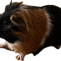 モルモットの男の子５歳、里親様を探しています。