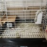 モルモットの男の子５歳、里親様を探しています。 サムネイル4