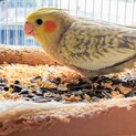 7月19日生まれのオカメインコの里親募集です