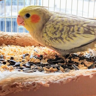 7月19日生まれのオカメインコの里親募集です